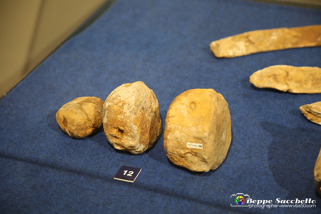 VBS_9116 - Museo Paleontologico - Asti.jpg
